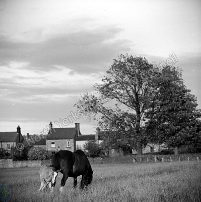 Horses at Hampsthwaite